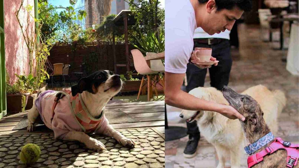 Collage editado en Canva por Cafeteros con imágenes sacadas de cuentas de Instagram CactusBerry y MaplesCoffee para represetar cafeterías pet friendly.