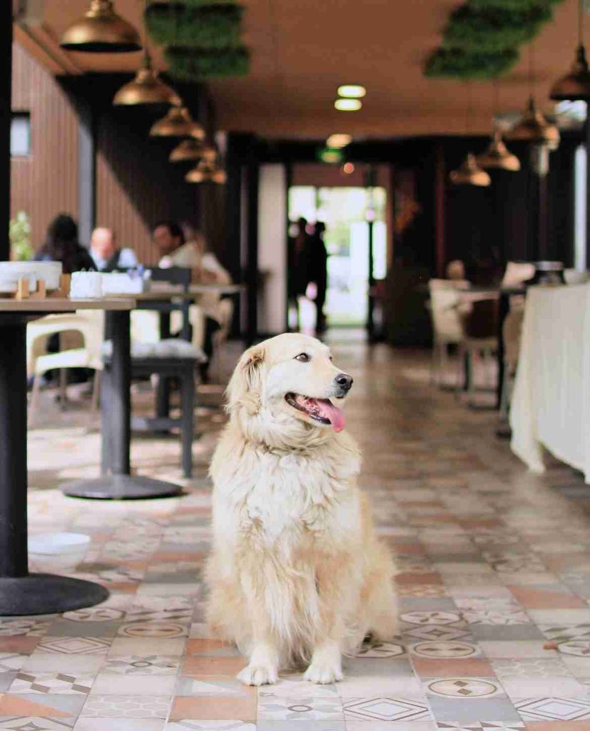 Imagen extraída de la cuenta de Instagram @maplespetcafe, con un perro en medio de la cafetería pet friendly.