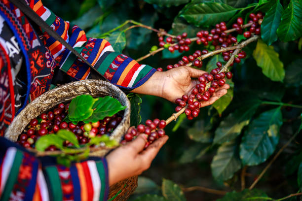 Cultivo de café. Foto: iStock